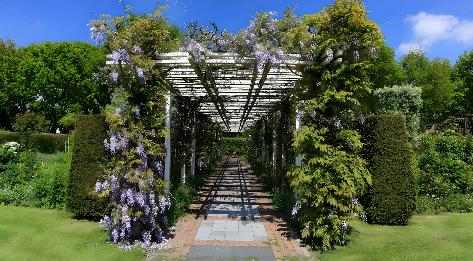 TPFR24042: Promenade fleurie sous une treille