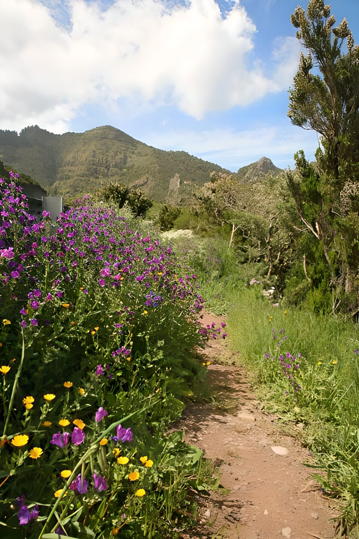 TPFR33867: La Gomera 23