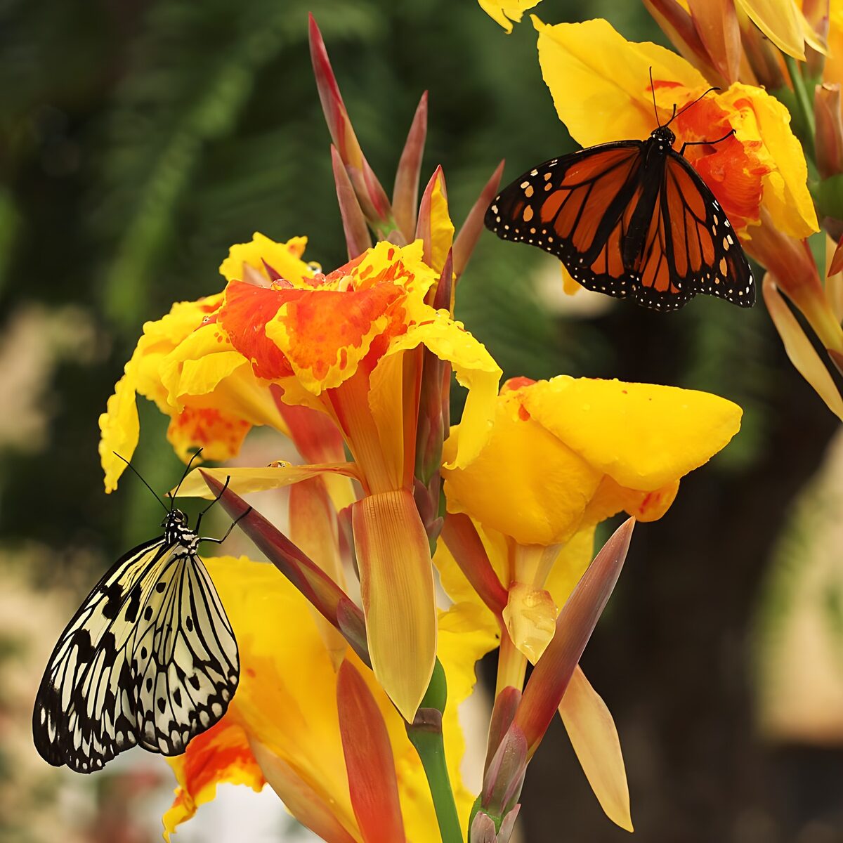 Papillons colorés sur des fleurs jaunes