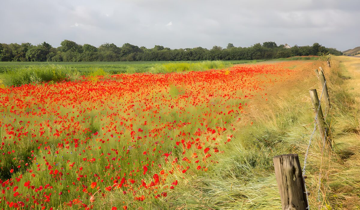 TPFR75366: Champ de coquelicots en fleurs