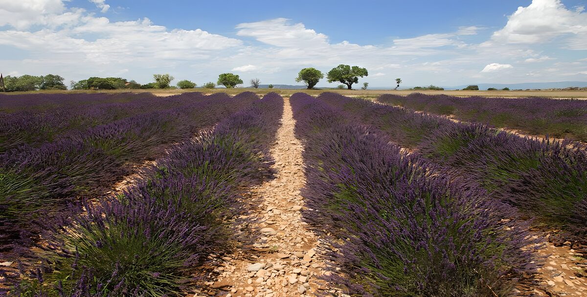 TPFR87546: Champs de lavande en Provence