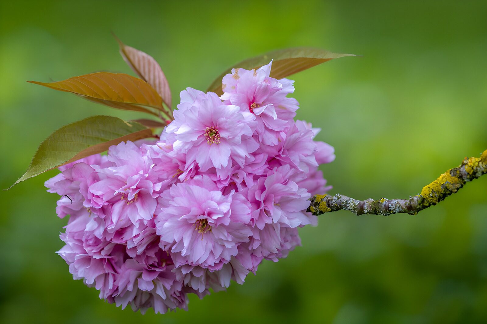 TPFR39752: Fleurs de cerisier en pleine floraison