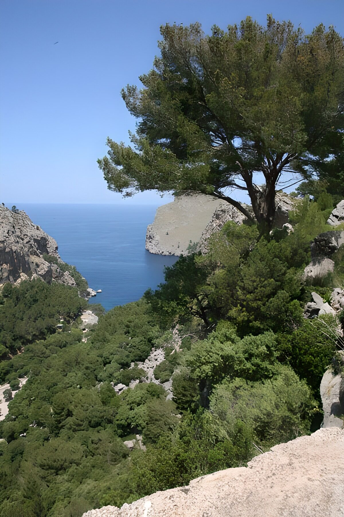 Panorama maritime du haut d'une colline avec un arbre à l'avant-plan 1