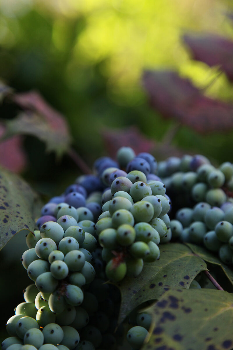 TPFR60142: Raisins sauvages en grappe