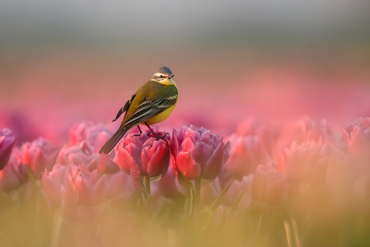 TPFR74353: Oiseau sur des tulipes en fleurs