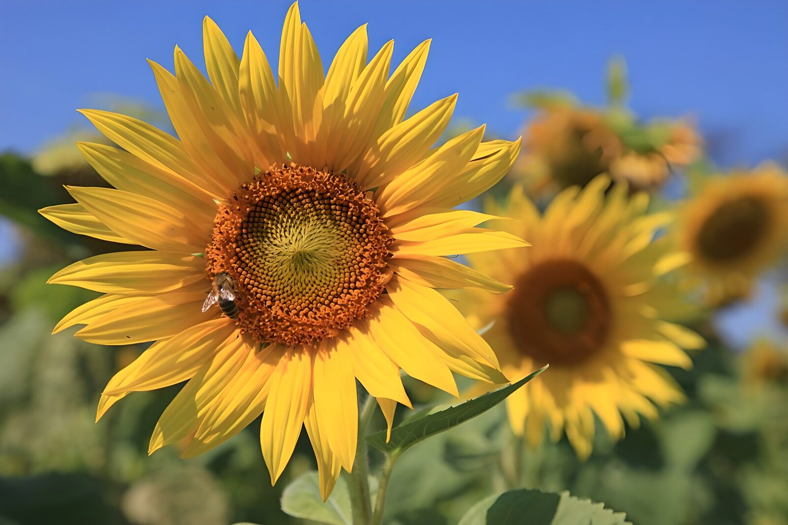 TPFR67391: Champs de tournesols en plein soleil