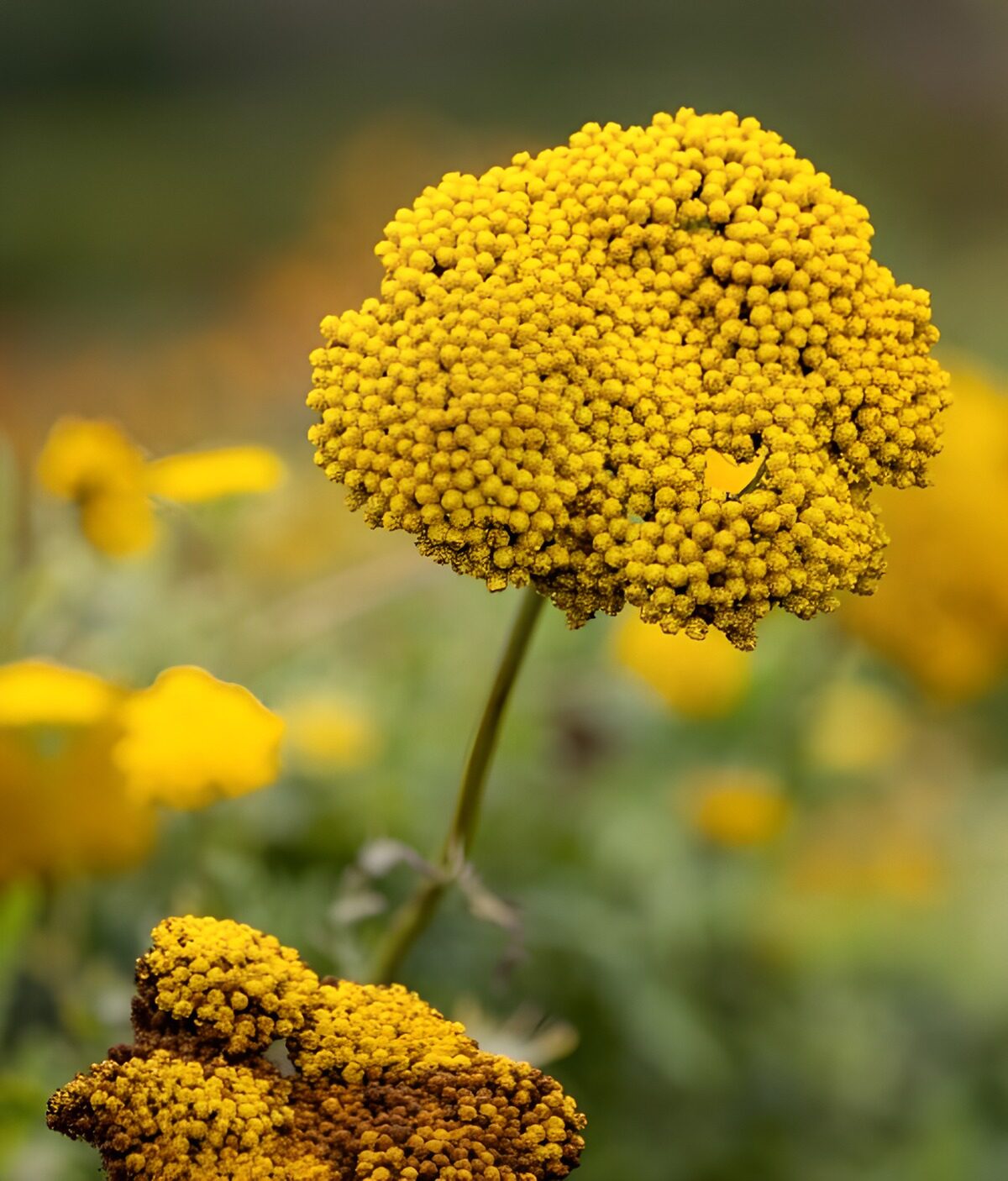 TPFR45905: Fleurs dorées en pleine floraison