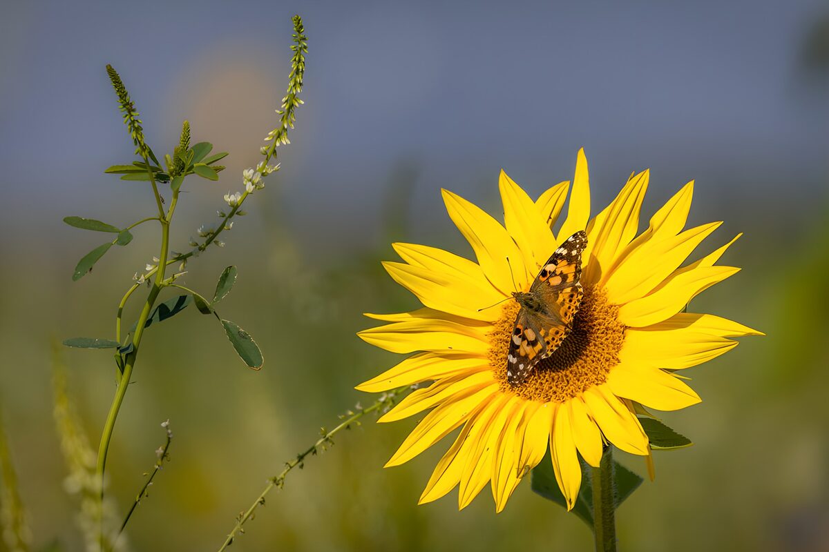 TPFR11666: Papillon sur un tournesol éclatant