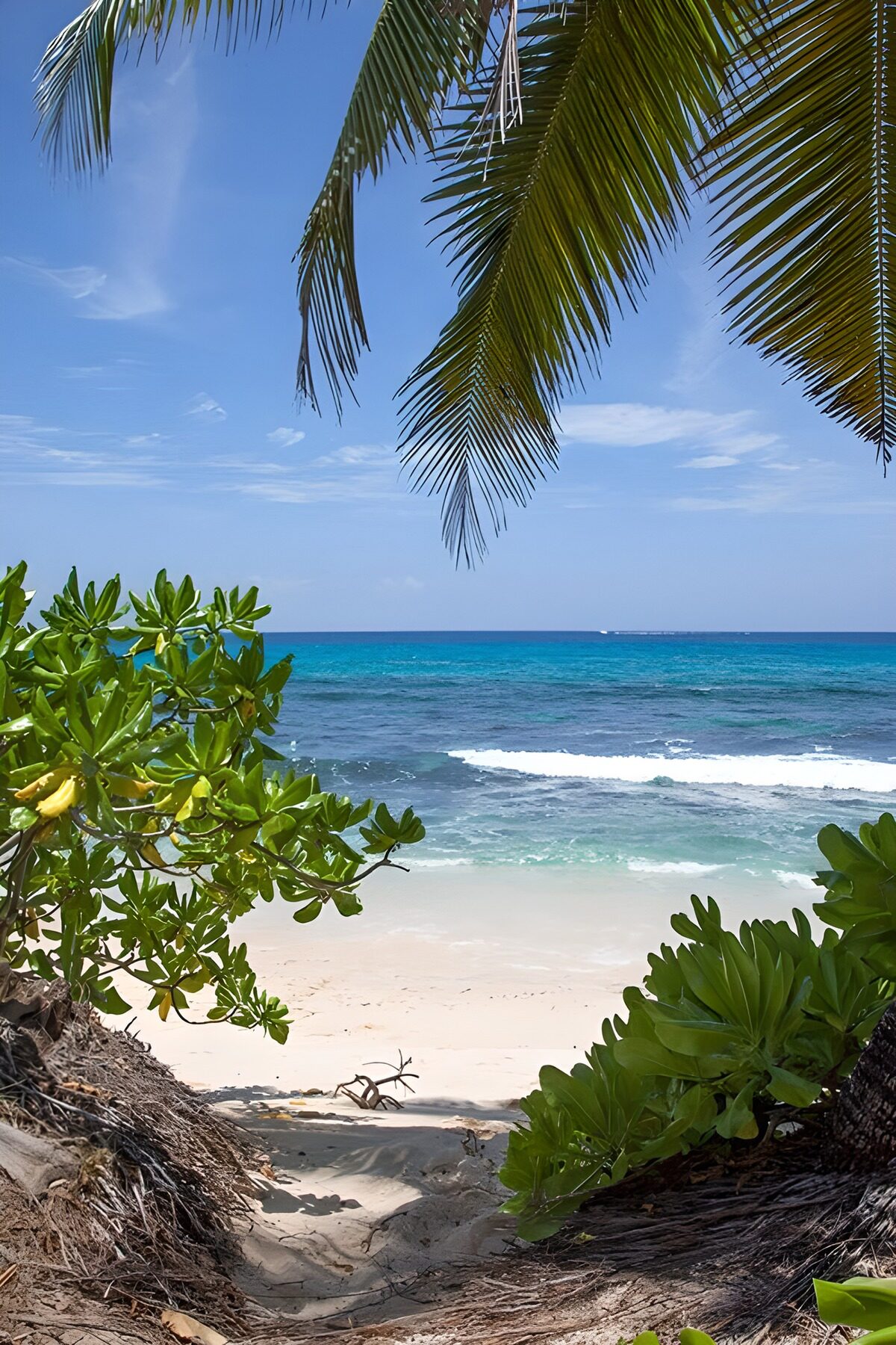 TPFR64170: Plage paradisiaque sous les palmiers