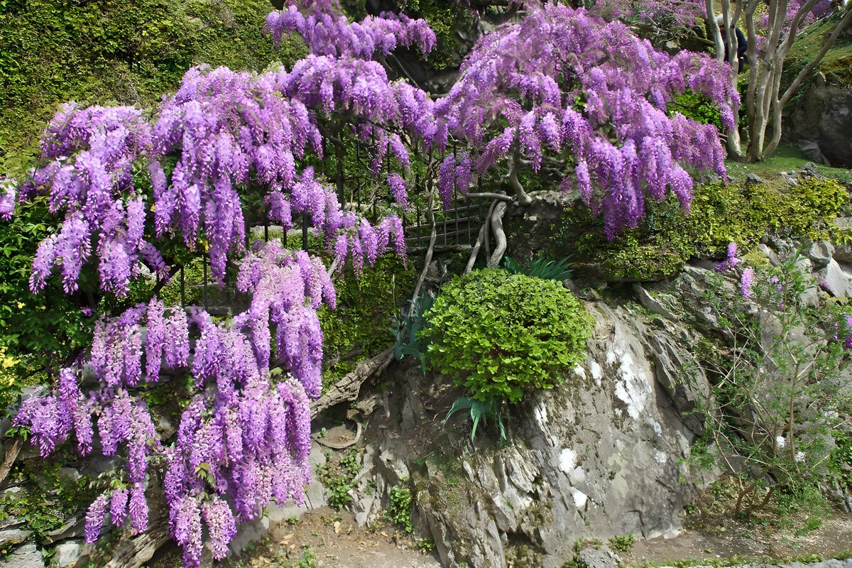 TPFR96693: Vigne fleurie en violet