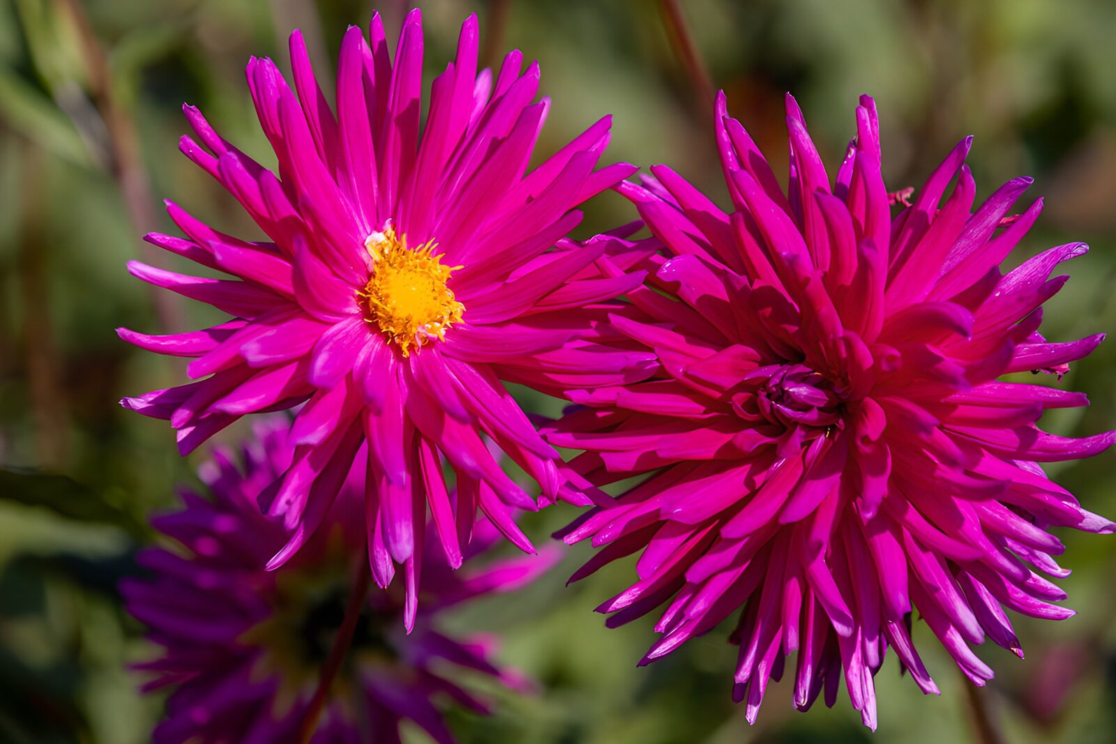 TPFR65218: Fleurs d'Aster Rose