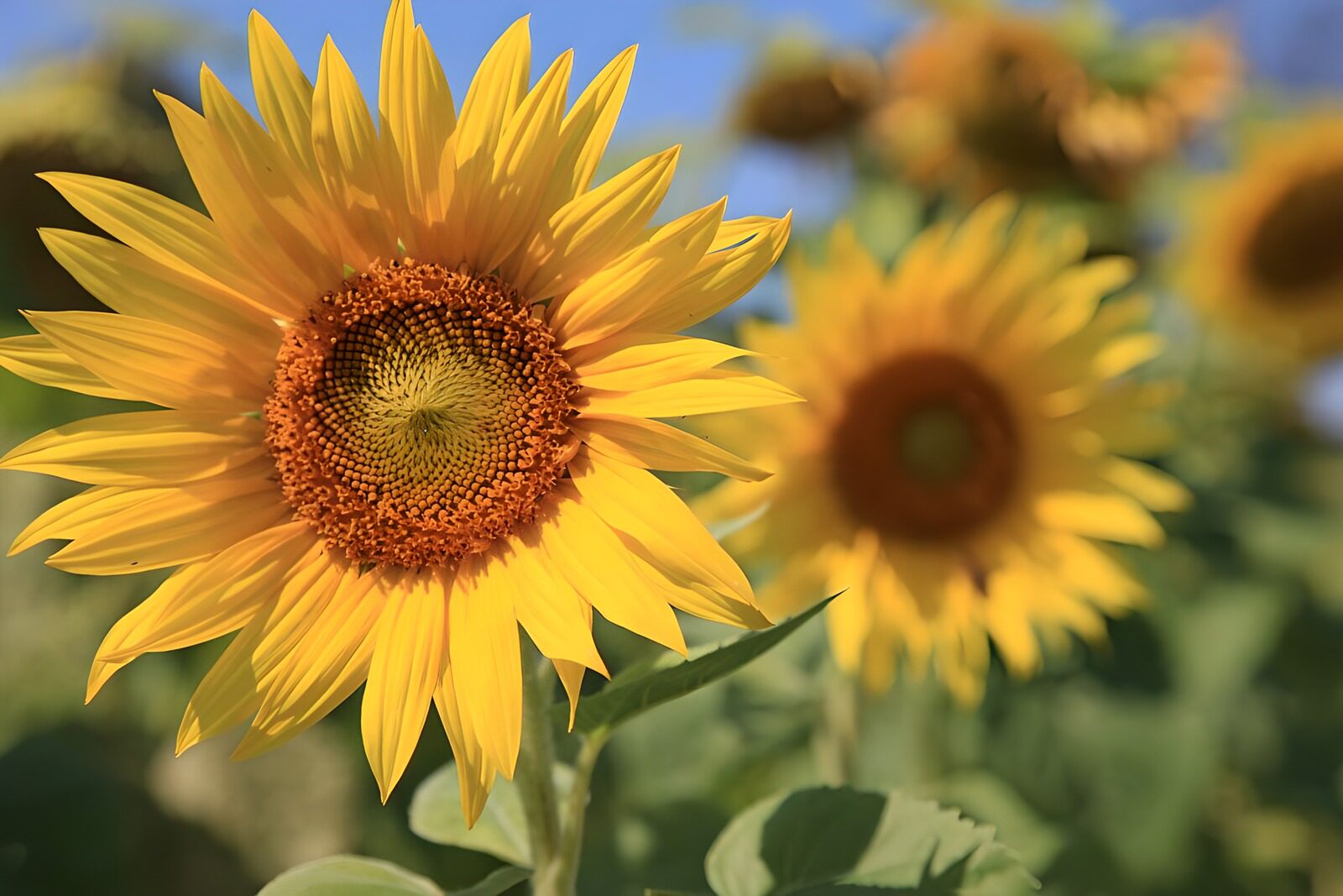 TPFR96096: Tournesol éclatant sous le soleil