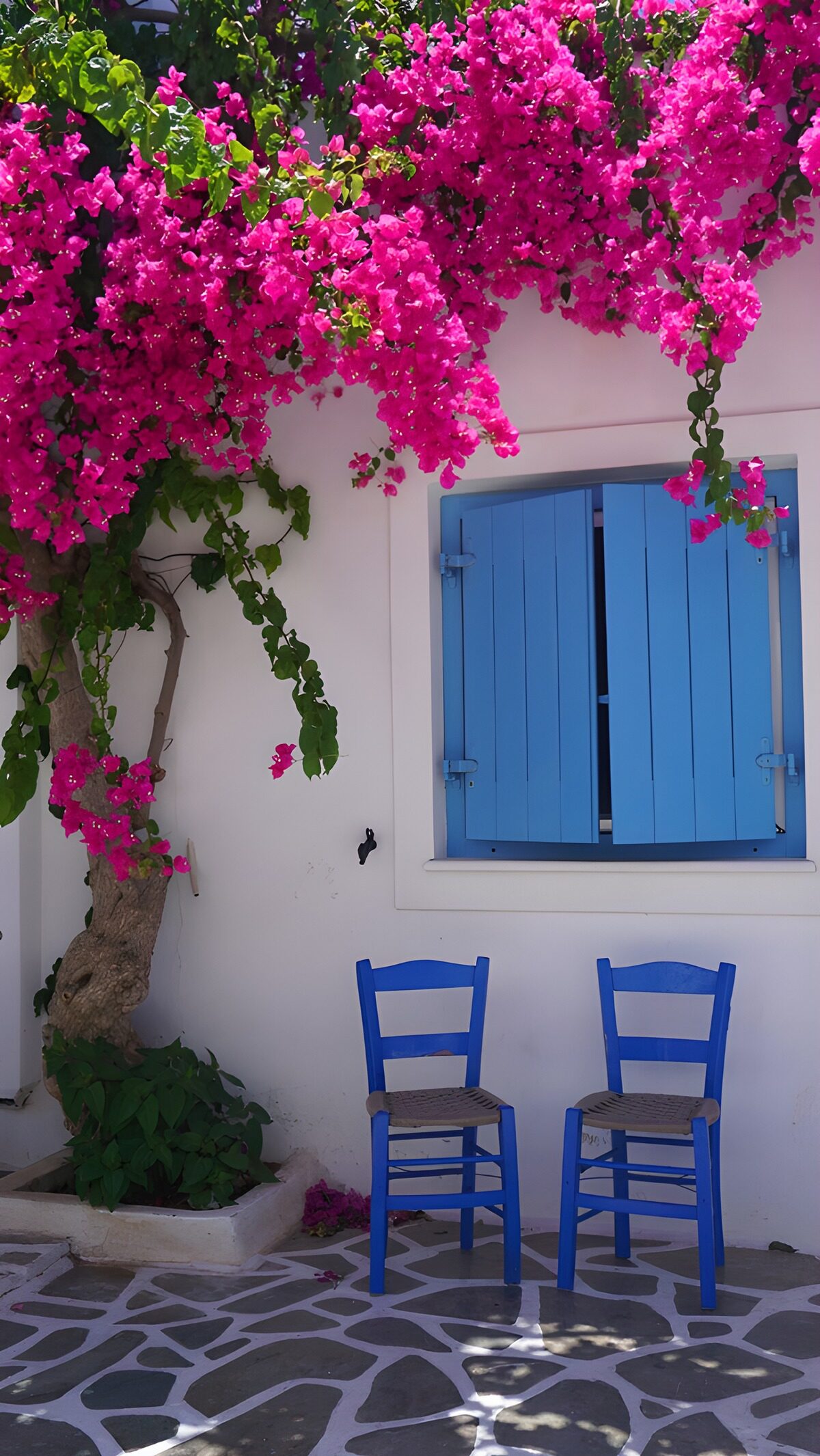 TPFR61717: Façade charmante avec fleurs colorées