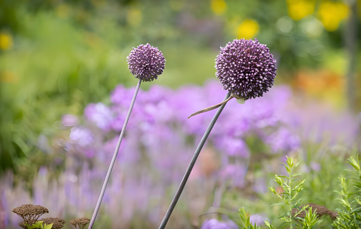 : Fleurs violettes dans un jardin verdoyant