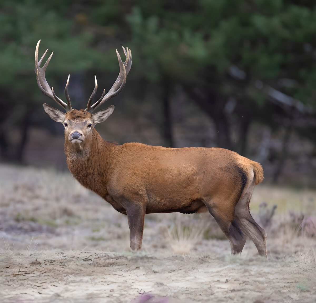 TPFR27837: Cerf majestueux dans la nature