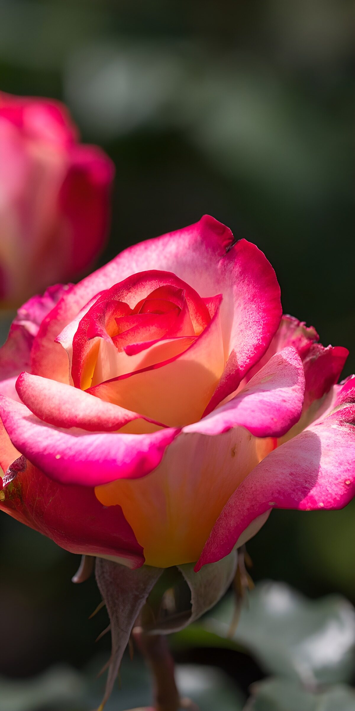 TPFR10673: Belle Rose aux Couleurs Vibrantes
