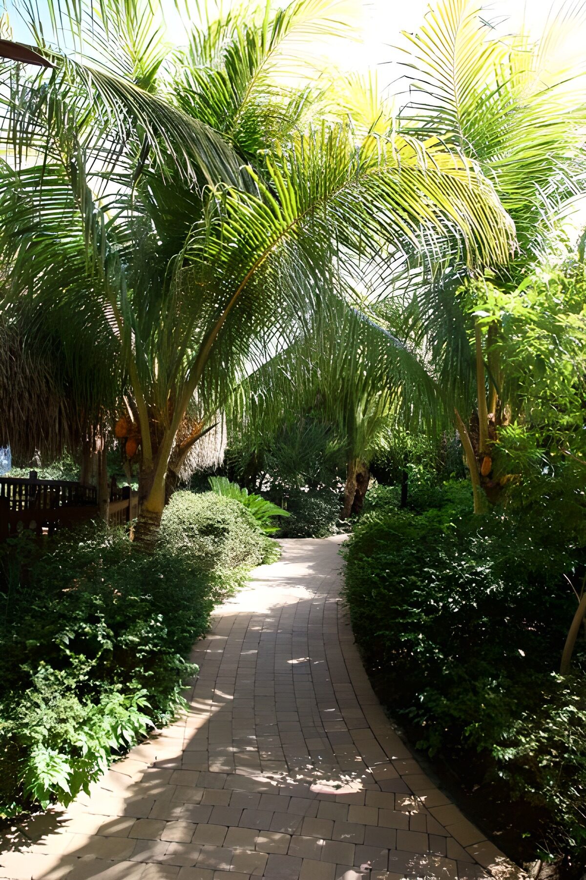 Sentier de jardin serti de palmiers et d'arbustes