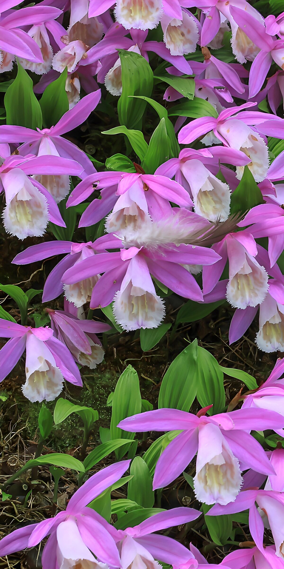 TPFR25942: Fleurs d'orchidées roses
