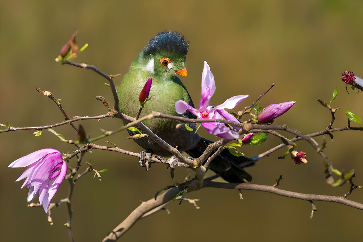 TPFR91338: Oiseau coloré parmi les fleurs