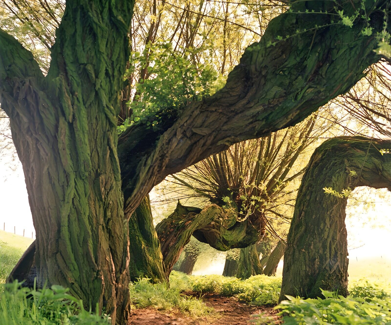 TPFR49092: Arbres tordus dans la lumière dorée