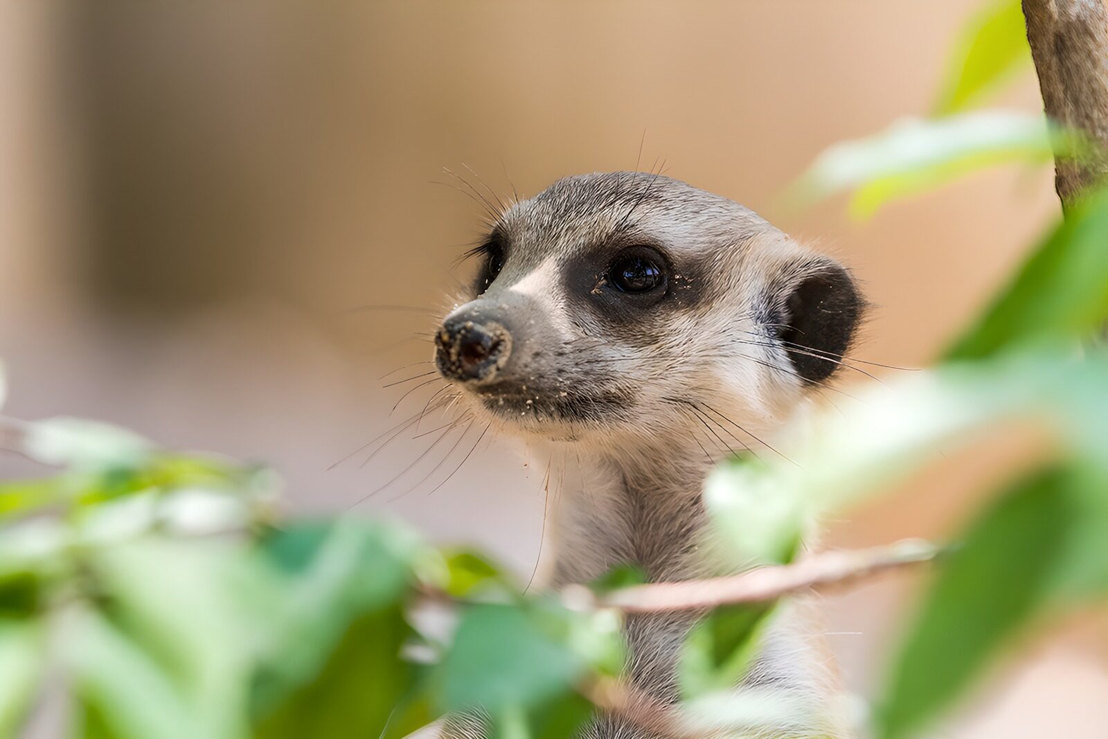 TPFR22783: Suricate curieux