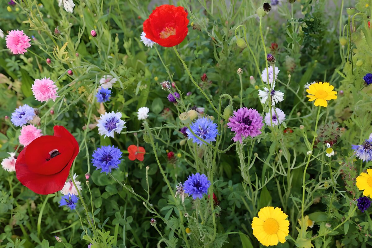 Champ de fleurs sauvages colorées