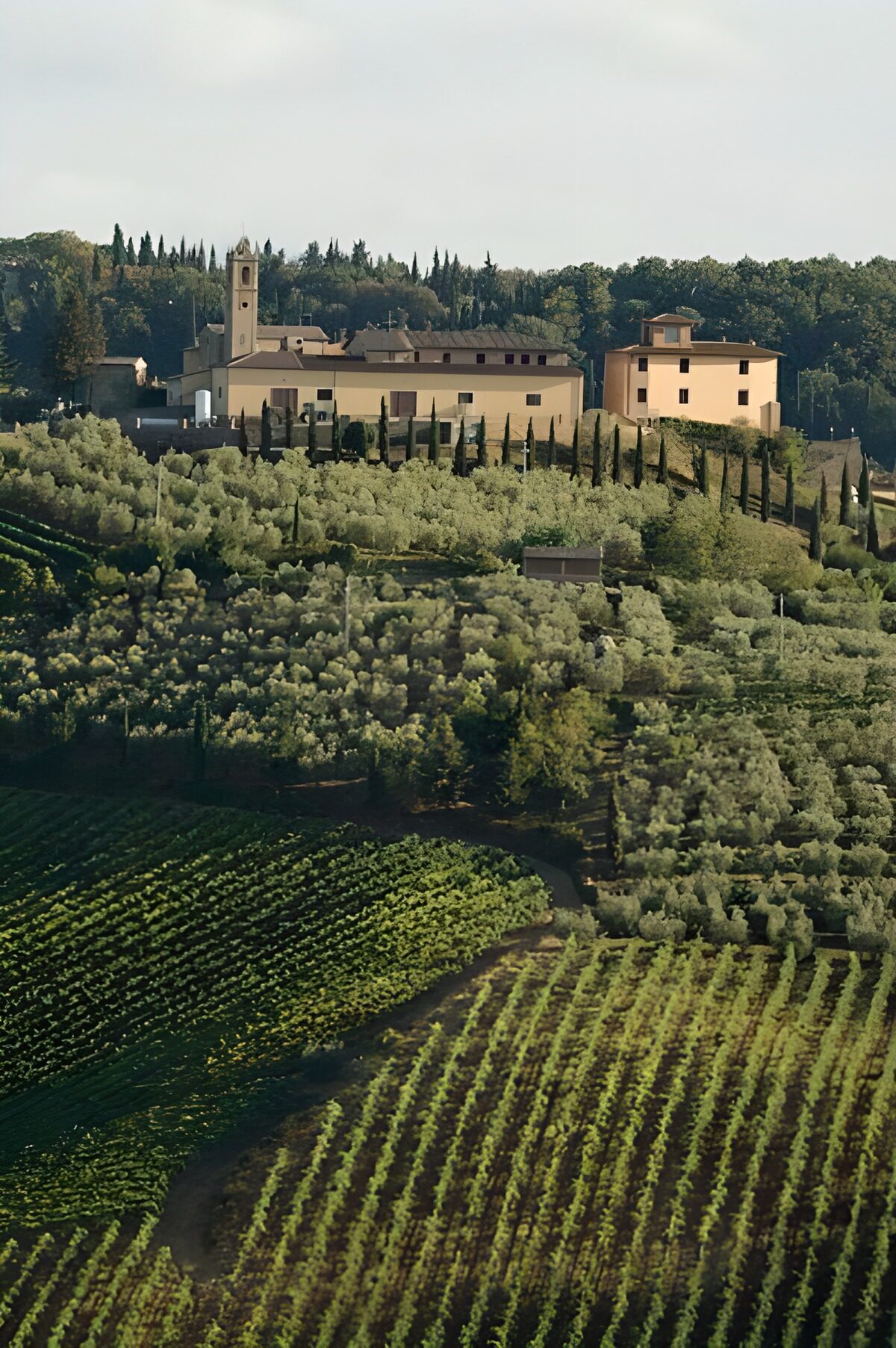 TPFR98177: Château surplombant des vignobles