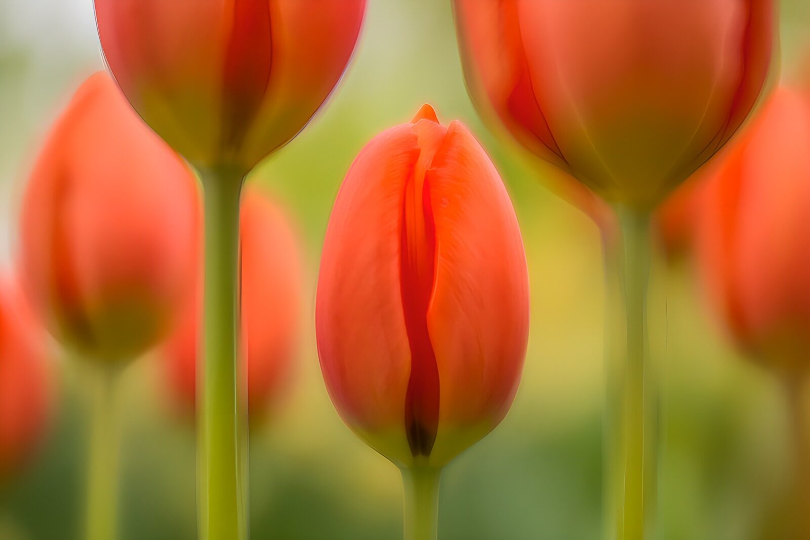 TPFR48491: Tulipes éclatantes au printemps