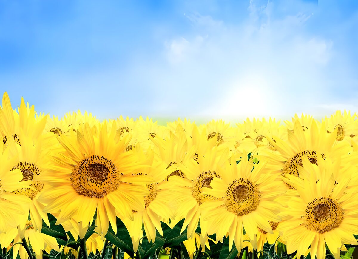 TPFR40464: Groupe de tournesols dans un champ sur fond de ciel bleu