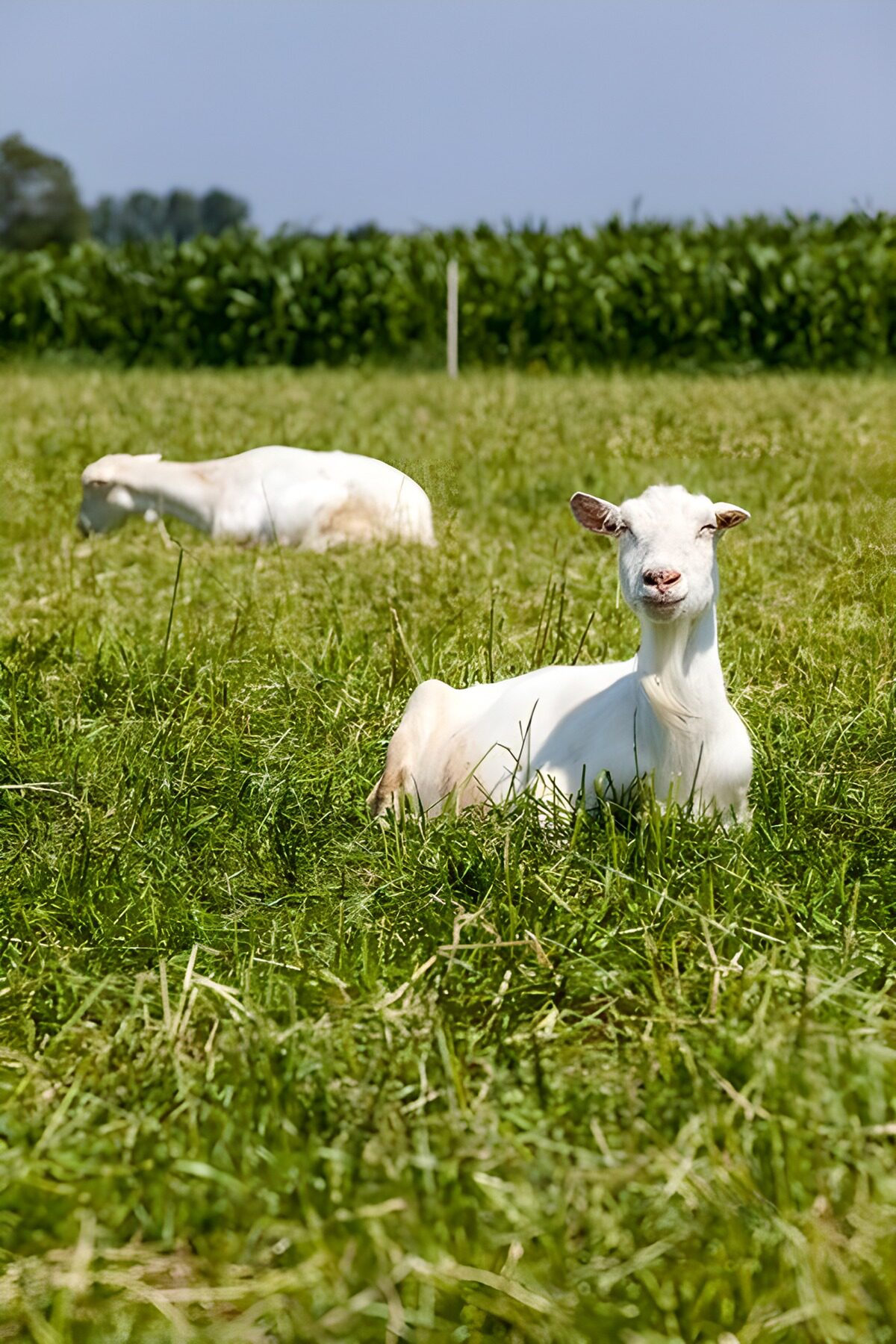 TPFR89932: Chèvres heureuses dans un pré verdoyant