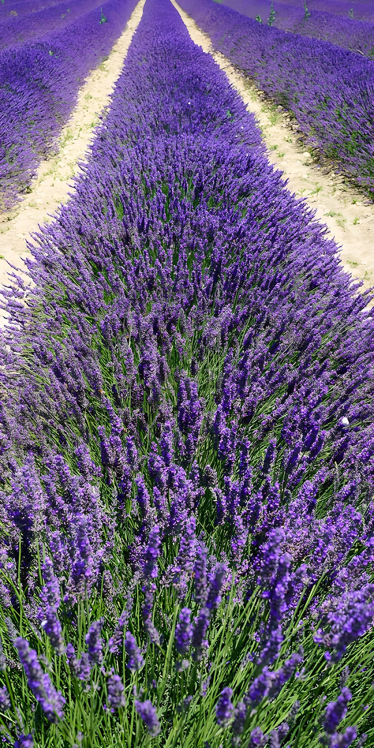 TPFR63981: Champs de lavande en Provence