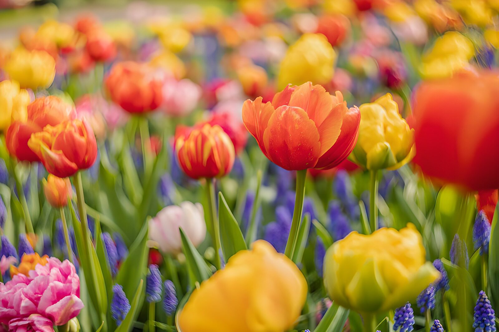 TPFR21811: Jardins de tulipes colorées