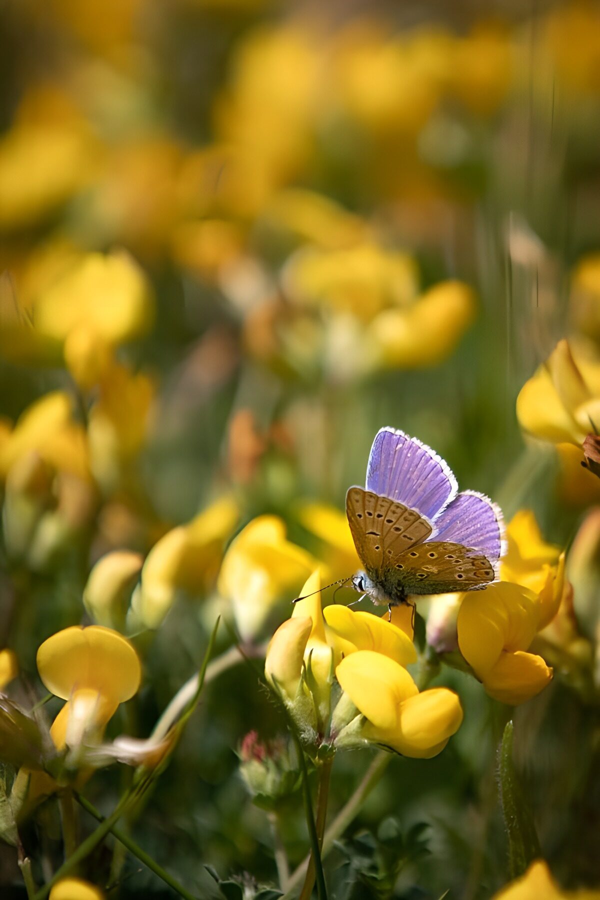 TPFR72375: Papillon violet parmi les fleurs jaunes