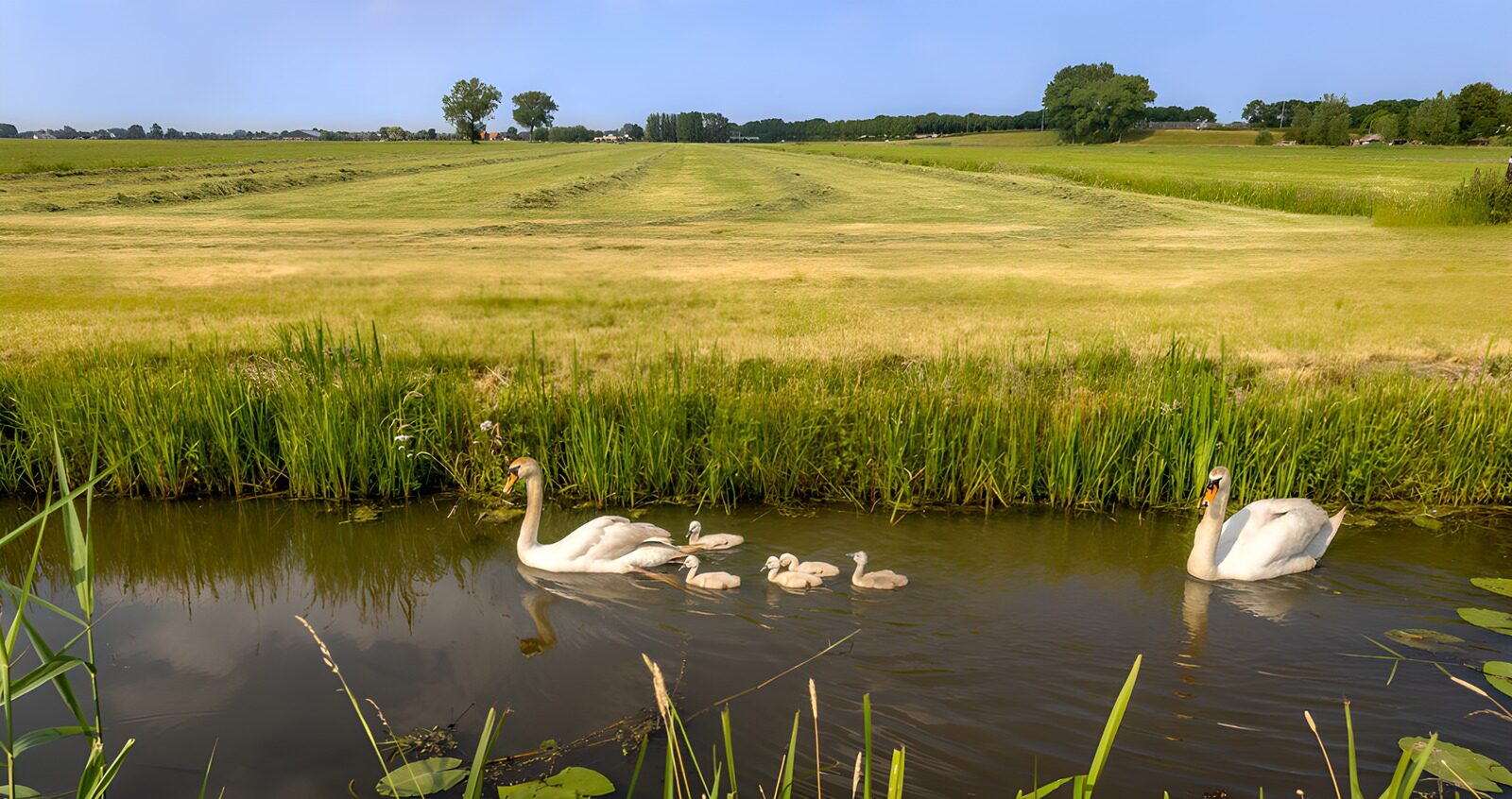 TPFR76308: Une famille de cygnes dans la nature