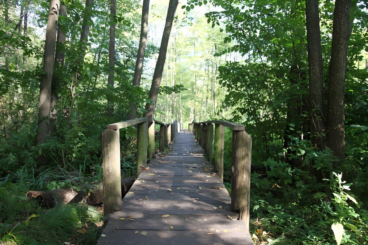TPFR61085: Sentier paisible à travers la forêt