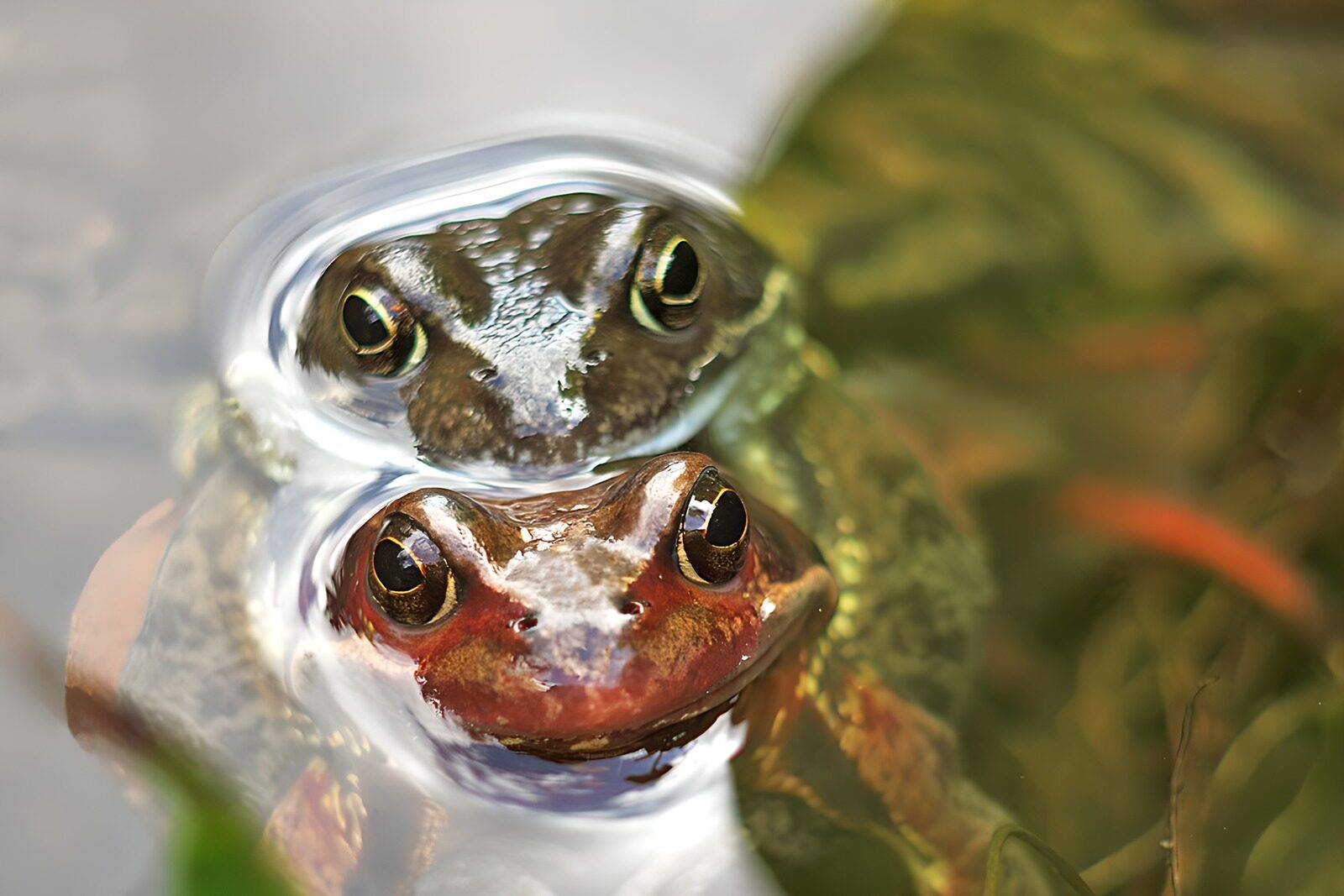 TPFR57945: Grenouilles dans l'eau claire