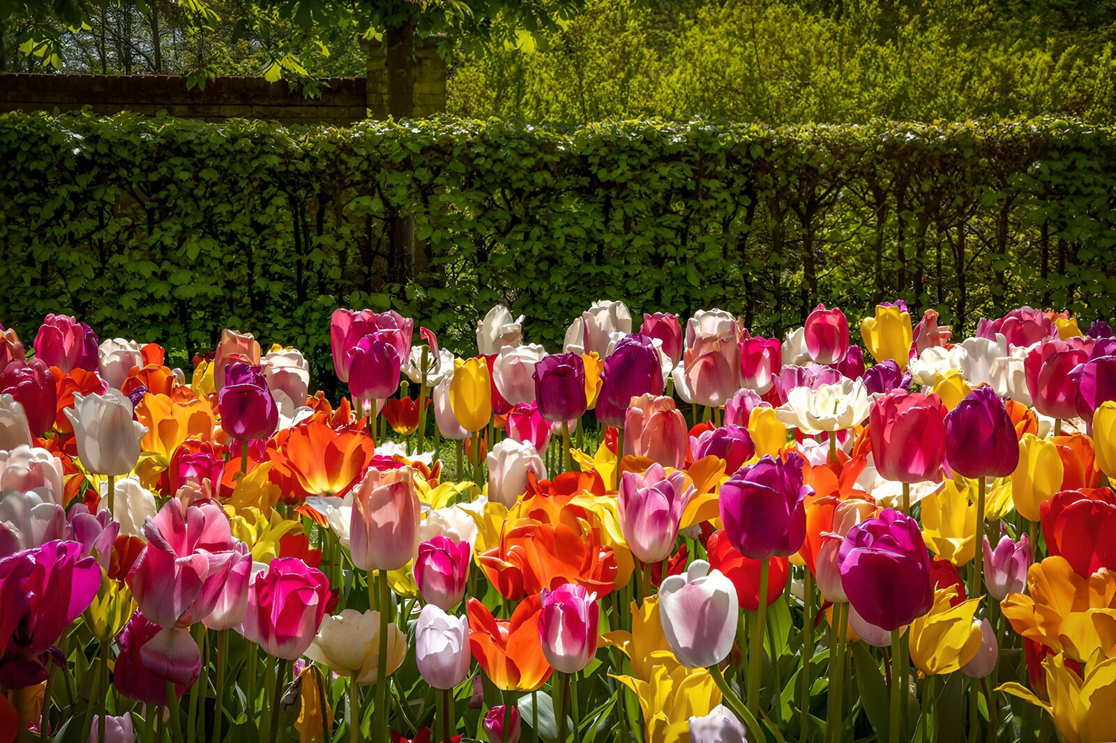 TPFR22115: Champ de tulipes colorées en fleurs