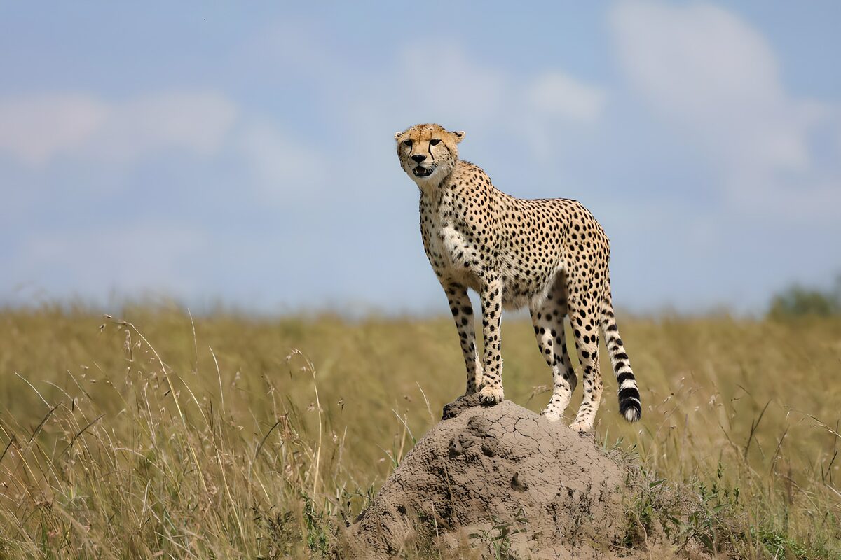 Guépard majestueux sur un monticule