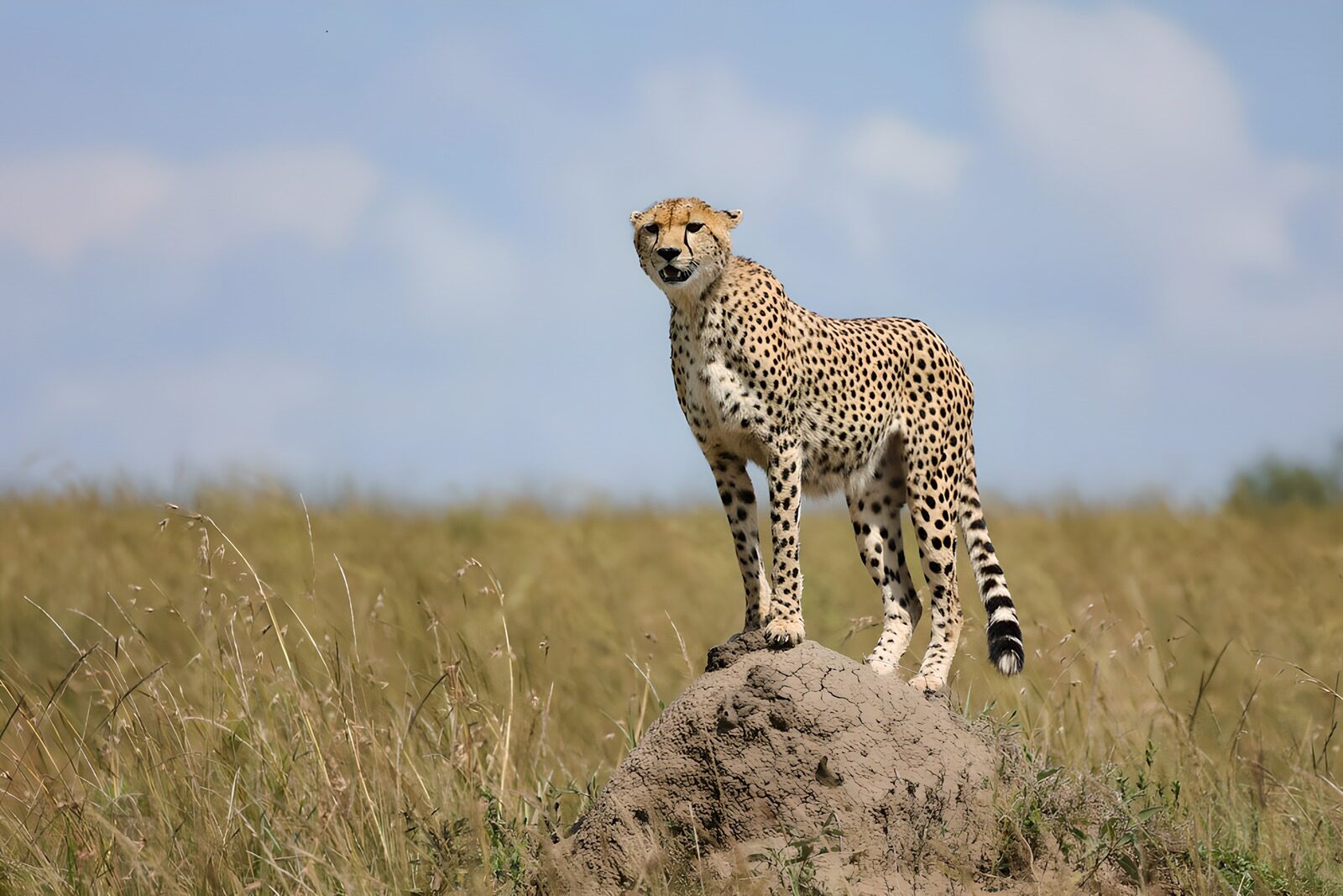 TPFR82338: Guépard majestueux sur un monticule