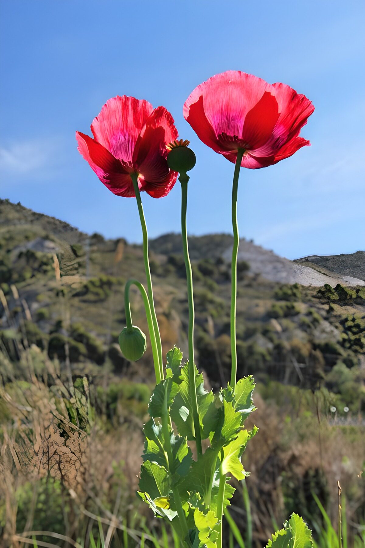 TPFR47738: Coquelicots éclatants dans la nature
