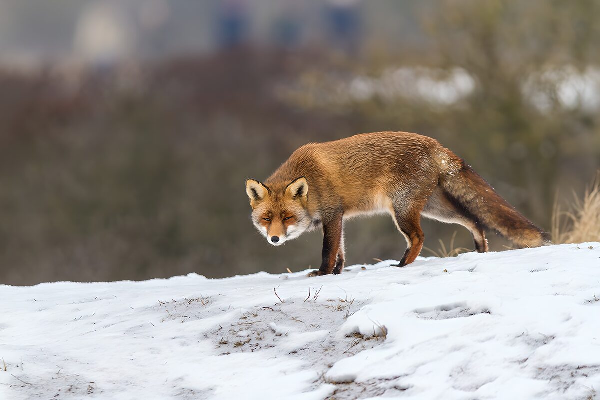 TPFR12779: Renard dans la neige