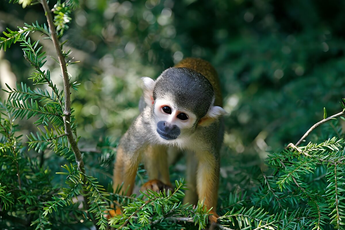 TPFR83143: Singe en exploration dans la végétation