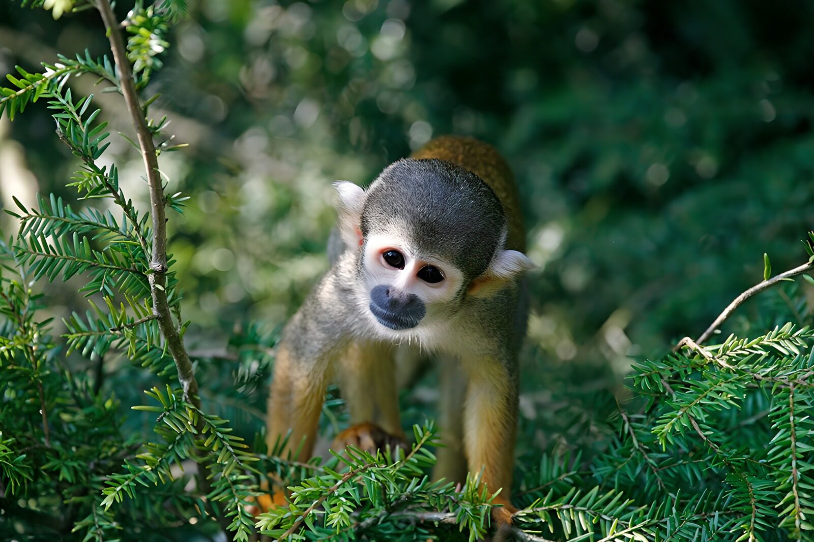 TPFR83143: Singe en exploration dans la végétation