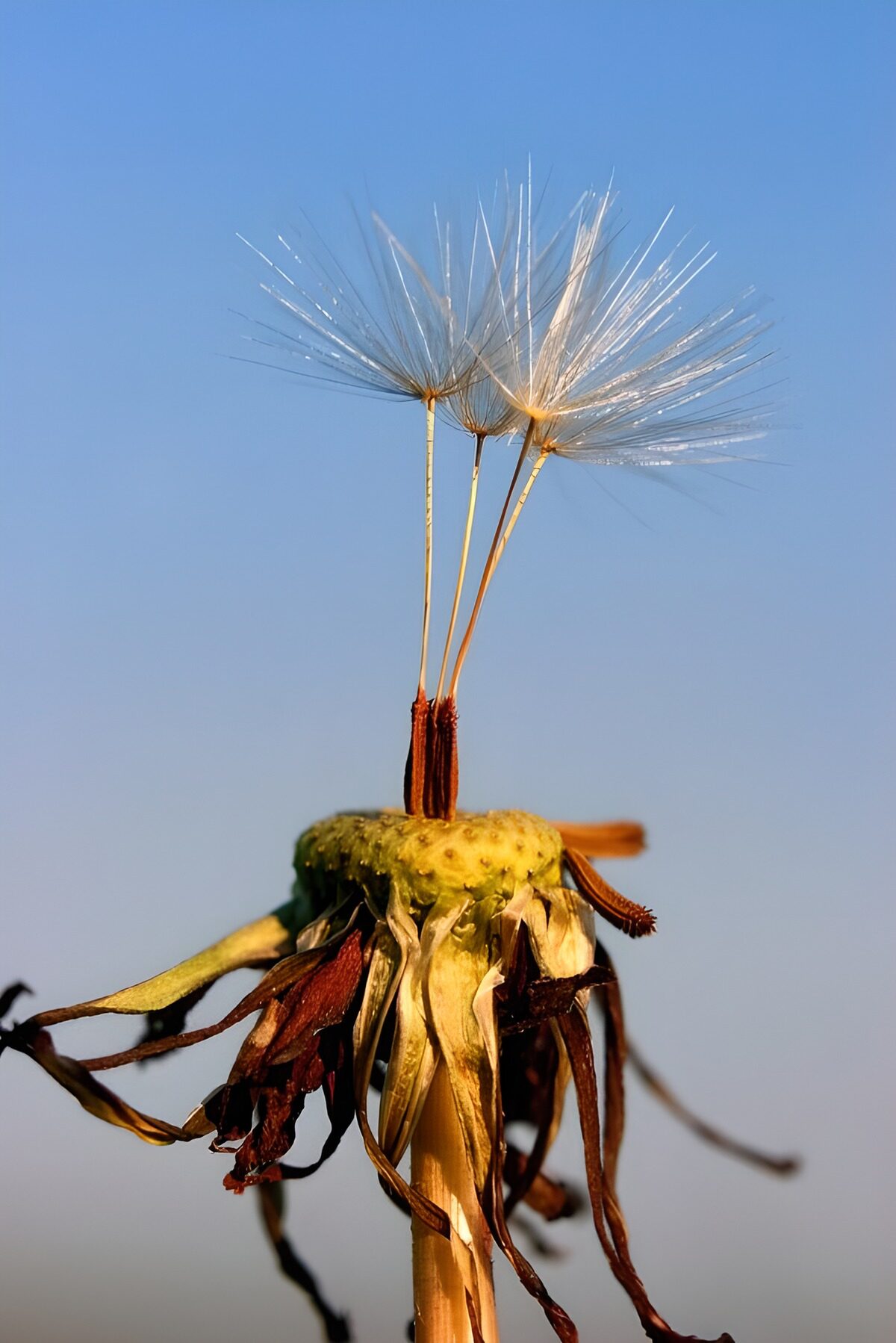 Pollen de Pissenlit au Ciel Bleu