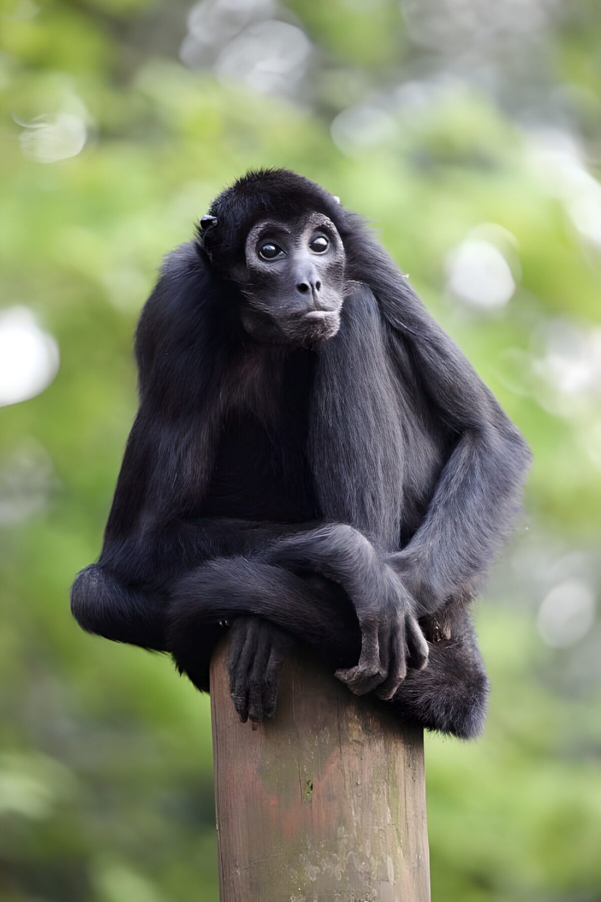 TPFR64108: Singe à pelage noir contemplatif