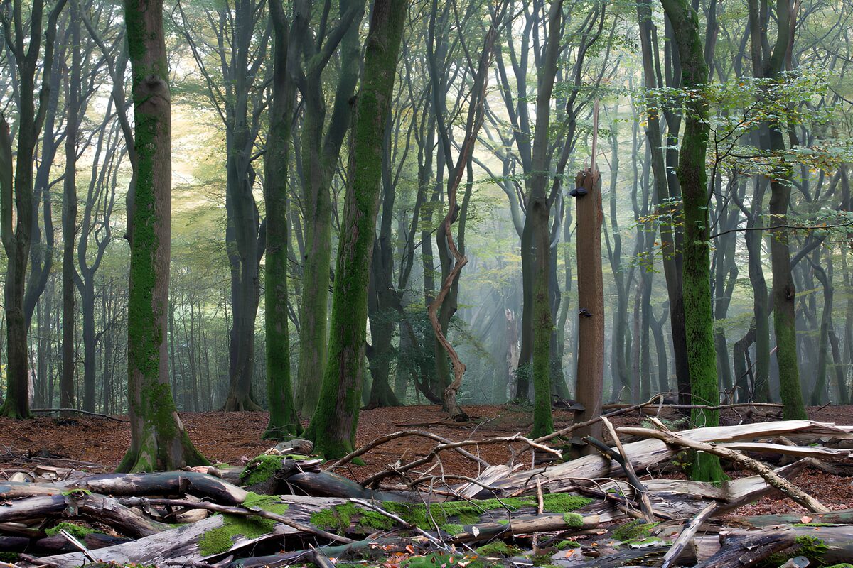 TPFR52529: Forêt brumeuse et mystérieuse