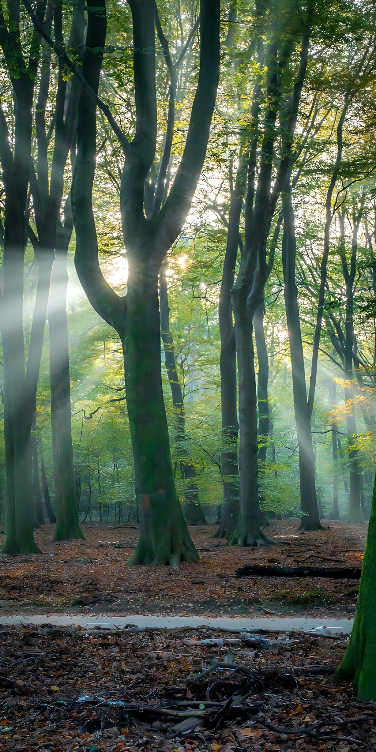 TPFR56119: Rayons de soleil dans la forêt