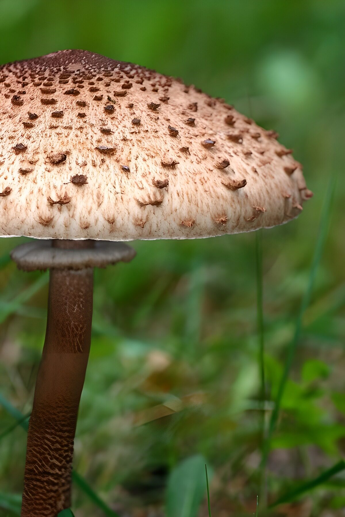 TPFR19244: Champignon marron aux points