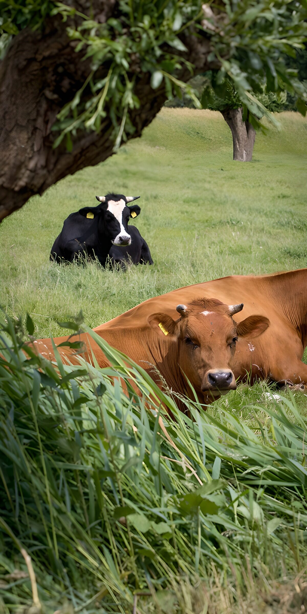 TPFR88067: Vaches reposant dans un champ verdoyant