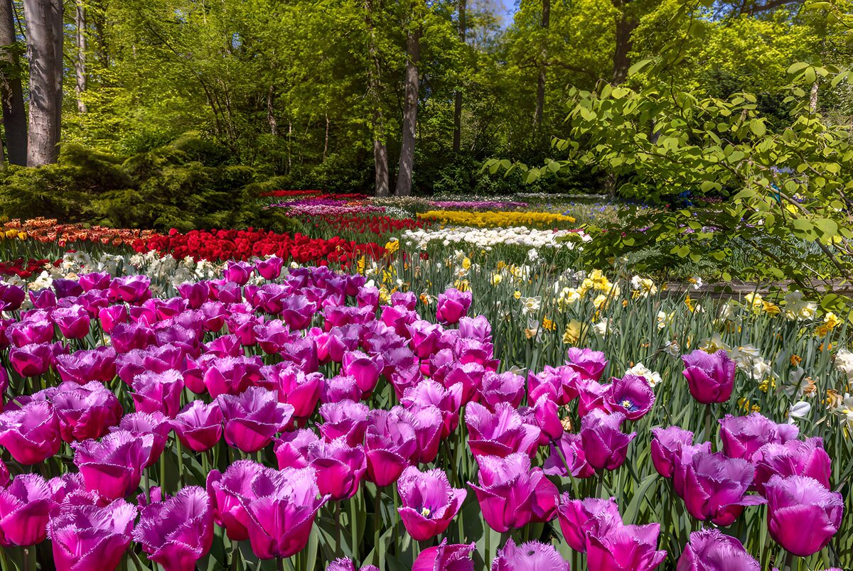 TPFR61333: Paradis floral en pleine floraison